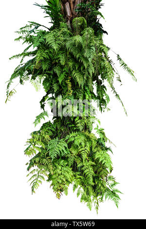 Bündel von Fern auf weißem Hintergrund Stockfoto