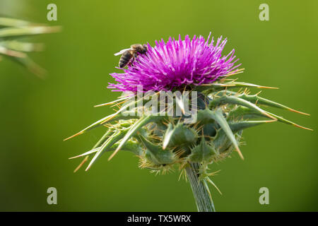 Biene auf einer Distel Blume, die Bestäubung Stockfoto