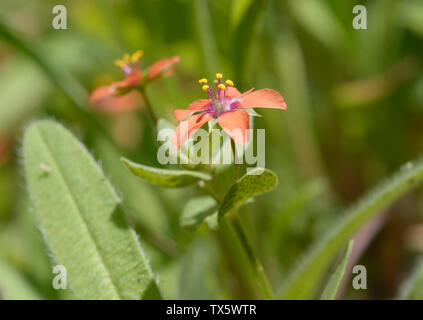 Scharlachblaues pimpernel, Anagallis arvensis Lysimachia, blühend im Wald Stockfoto