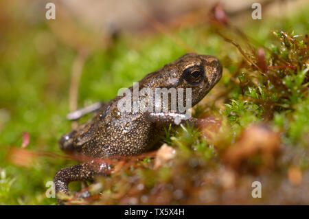 Sehr kleine Frosch sitzend auf dem Moos Boden Stockfoto