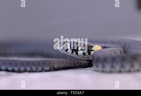 Ringelnatter liegen auf einem Stein Stockfoto