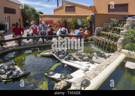 PALMA, MALLORCA, SPANIEN - 22. MAI 2019: Besucher Schildkröten im Teich auf Marineland am 22. Mai 2019 im Palma, Mallorca, Balearen, Spanien. Stockfoto