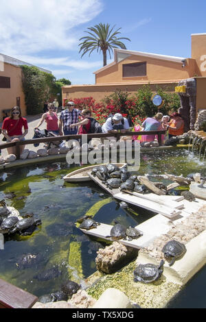 PALMA, MALLORCA, SPANIEN - 22. MAI 2019: Besucher Schildkröten im Teich auf Marineland am 22. Mai 2019 im Palma, Mallorca, Balearen, Spanien. Stockfoto