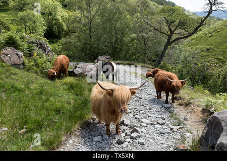 Highland Cattle, Großbritannien Stockfoto