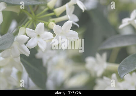 Yellow pitcherplant Floribunda jasminoides Namen sind Madagaskar Jasmin, Waldrebe, hawaiische Hochzeit Blume, Kranz ist eine Pflanzenart aus der Gattung der blühenden Pflanze in Stockfoto