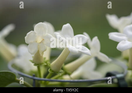 Yellow pitcherplant Floribunda jasminoides Namen sind Madagaskar Jasmin, Waldrebe, hawaiische Hochzeit Blume, Kranz ist eine Pflanzenart aus der Gattung der blühenden Pflanze in Stockfoto