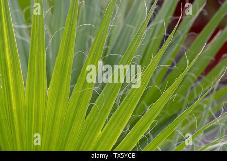 Palmen Chamaerops humilis Zwergpalme endemisch auf Mallorca, Spanien. Stockfoto