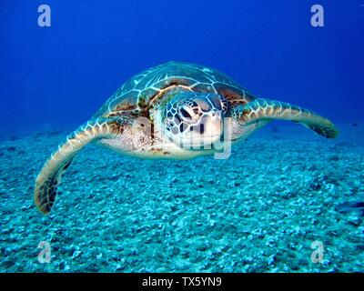 Schildkröte, Testudines Stockfoto