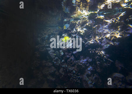 Marine leben Fische und Pflanzen unter Wasser in leuchtenden Farben. Stockfoto