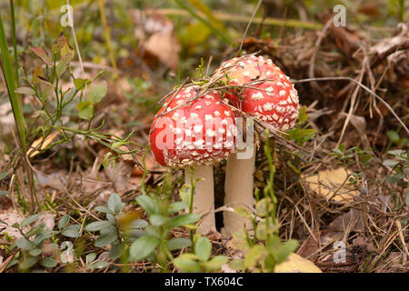 Fly agaric Pilze wachsen auf dem Boden Stockfoto