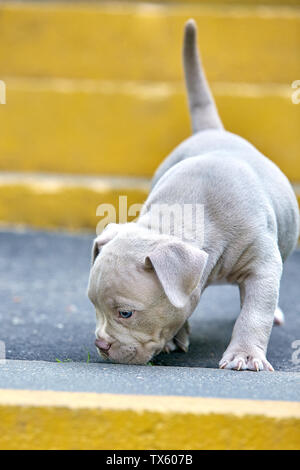 Eine niedliche Welpen spielt auf die Schritte. Konzept der ersten Schritte des Lebens, Tiere, eine neue Generation. Welpen American Bully. Platz kopieren Stockfoto