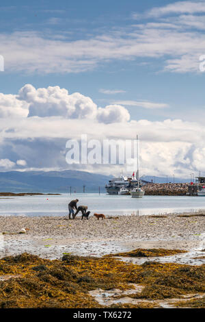 Die lokalen Fischer Graben für Cocles in Galmisdale Hafen bei Ebbe, Insel Eigg, kleinen Inseln, Schottland, Stockfoto