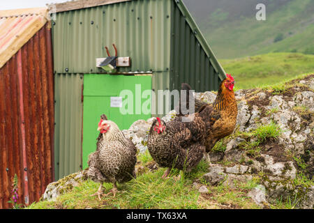 Free Range Hühner auf dem eigg Organics Croft, Cleadale, Insel Eigg, Inneren Hebriden, Schottland, Großbritannien. Stockfoto