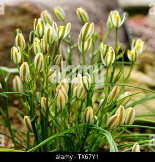 Ein Klumpen Schleim Lilien in Blüte. Stockfoto