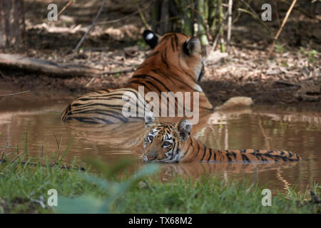 Maya Tigerin Familie Kühlung in die Settle Wasser des Monsuns, Tadoba, Indien. Stockfoto