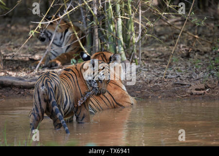 Maya Tigerin Familie Kühlung in die Settle Wasser des Monsuns, Tadoba, Indien. Stockfoto