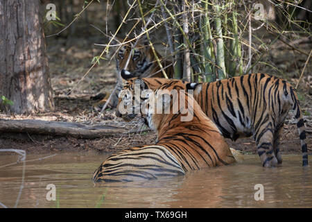 Maya Tigerin Familie Kühlung in die Settle Wasser des Monsuns, Tadoba, Indien. Stockfoto