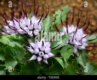 Die Getuftete gehörnten Rapunzeln in Blüte. Stockfoto