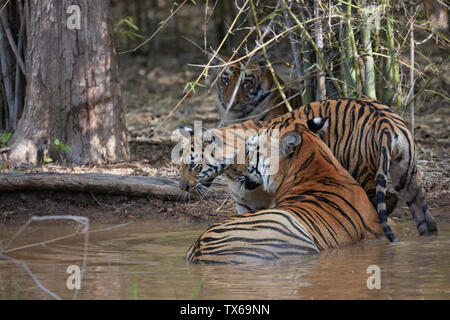 Maya Tigerin Familie Kühlung in die Settle Wasser des Monsuns, Tadoba, Indien. Stockfoto