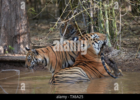 Maya Tigerin Familie Kühlung in die Settle Wasser des Monsuns, Tadoba, Indien. Stockfoto