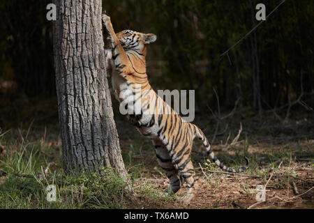 Maya Tigerin cub Kralle Kennzeichnung auf einem Baum, Tadoba Wald, Indien. Stockfoto