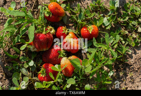 Erdbeere Pflanze unter Unkraut. Es Unkraut. Unkraut Schäden Erdbeeren. Stockfoto