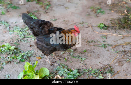 Schwarze Huhn stehend und das Essen von grünem Laub auf dem Grand in einem ländlichen Garten in der Landschaft. Stockfoto