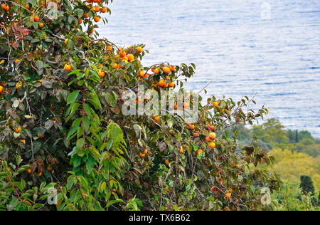 Die Frucht der reifen orange Persimmon wächst auf einem hohen grünen Baum gegen das blaue Meer Stockfoto