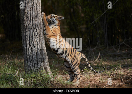 Maya Tigerin cub Kralle Kennzeichnung auf einem Baum, Tadoba Wald, Indien. Stockfoto