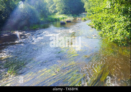 Flache Roaring River, flacher sauberer Fluss im Sommer Stockfoto
