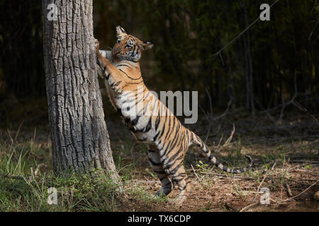 Maya Tigerin cub Kralle Kennzeichnung auf einem Baum, Tadoba Wald, Indien. Stockfoto