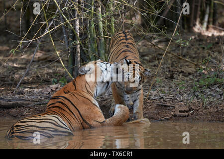 Maya Tigerin Familie Kühlung in die Settle Wasser des Monsuns, Tadoba, Indien. Stockfoto