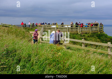 Bempton Cliffs North Yorkshire UK Stockfoto