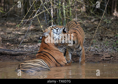 Maya Tigerin Familie Kühlung in die Settle Wasser des Monsuns, Tadoba, Indien. Stockfoto