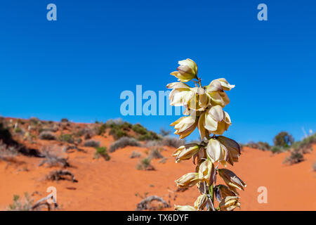 Blühender Yucca Pflanze in der Wüste. Pflanze Blüte gegen rote Sand und blauer Himmel. Monument Valley Navajo Tribal Park, USA Stockfoto