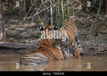 Maya Tigerin Familie Kühlung in die Settle Wasser des Monsuns, Tadoba, Indien. Stockfoto