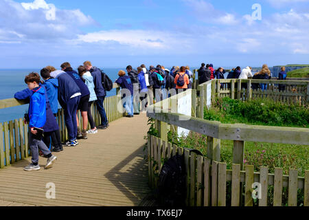 Bempton Cliffs North Yorkshire UK Stockfoto