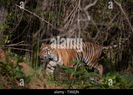 Maya Tigerin Herumstreichen an Tadoba Wald, Indien. Stockfoto