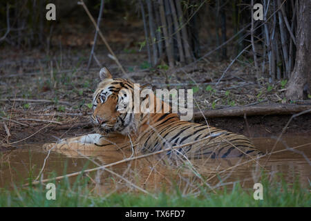 Matkasur riesigen männlichen Tiger bei Tadoba Wald. Stockfoto