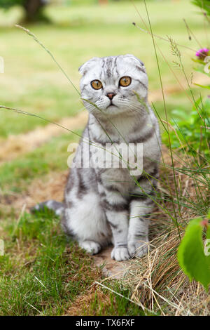Cute Britischen fold Katze, grau mit Streifen, mit orangefarbenen Augen, sitzen in Hof, an der Kamera schaut. Konzept seltene Haustiere. Close-up. Stockfoto