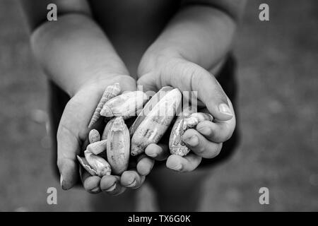 Schwarz-weiss Fotos aus hohlen Händen eines Kindes mit einem Haufen von lange Rundgehäuse. Stockfoto