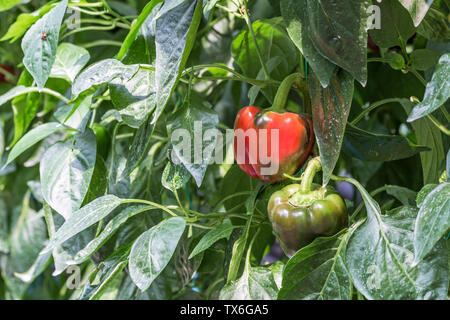 Drei-dimensionale Anpflanzung von Chili peppers, in Shandong Qingdao Gemüse Expo gefilmt. Stockfoto