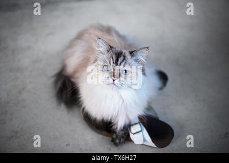 Flauschige langhaarigen Katze entspannt auf Paar Schuhe Stockfoto