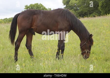 Bay Horse Beweidung in Feld Stockfoto