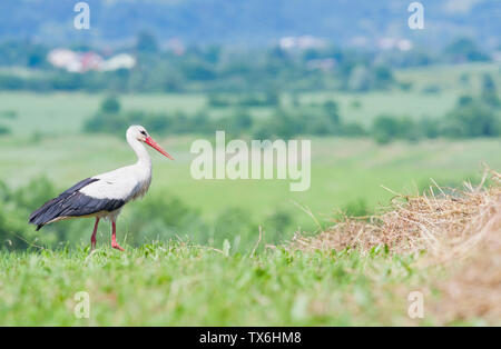 Ein weißstorch Wanderungen durch die große, bunte Gras auf der Suche nach Essen. Stockfoto