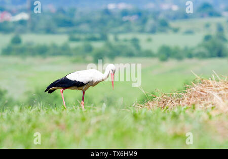 Ein weißstorch Wanderungen durch die große, bunte Gras auf der Suche nach Essen. Stockfoto