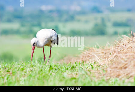 Ein weißstorch Wanderungen durch die große, bunte Gras auf der Suche nach Essen. Stockfoto