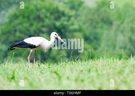 Ein weißstorch Wanderungen durch die große, bunte Gras auf der Suche nach Essen. Stockfoto