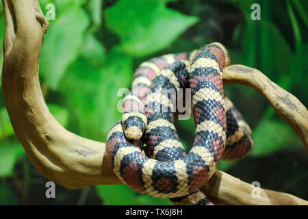 Kalifornien Kingsnake (Lampropeltis getula californiae) in ihrem Lebensraum aufgewickelt Stockfoto