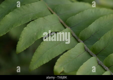 Makro Foto, Grün fern. Nahaufnahme der Blätter. Botanik Hintergrund Stockfoto